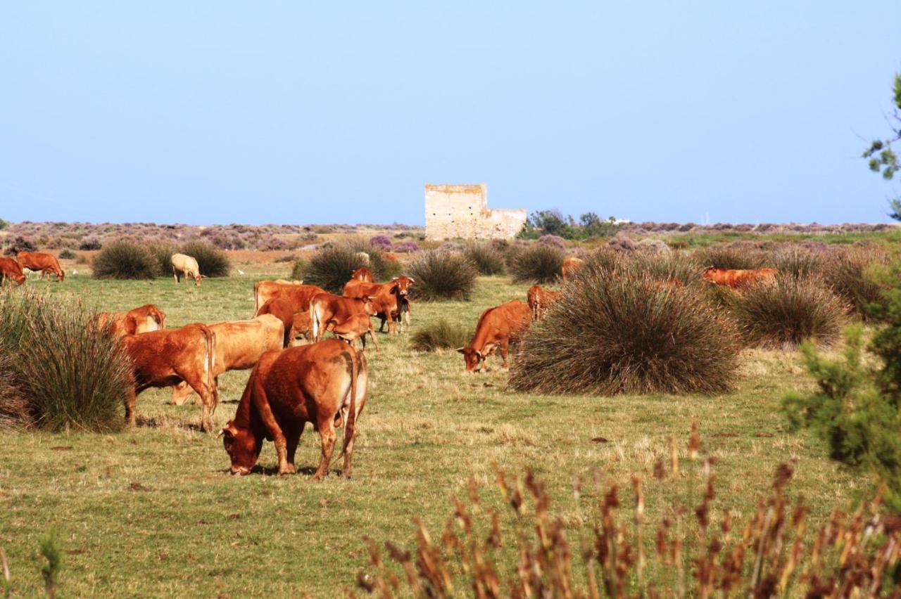 Herdade Dos Salgados Do Fialho FAO Exteriör bild
