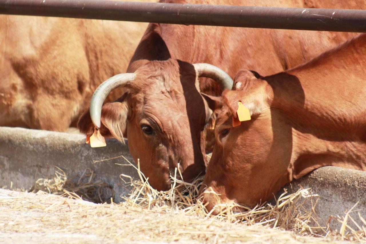 Herdade Dos Salgados Do Fialho FAO Exteriör bild