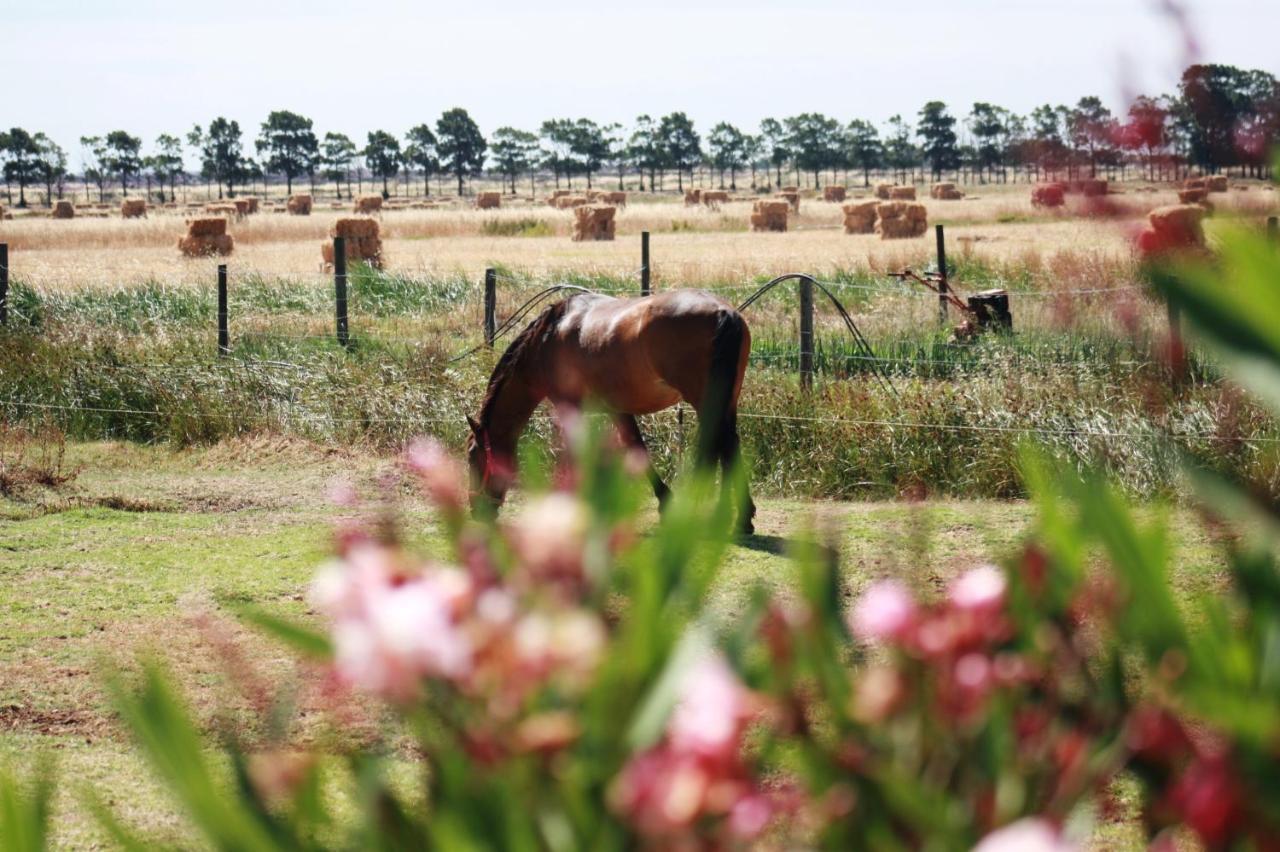 Herdade Dos Salgados Do Fialho FAO Exteriör bild